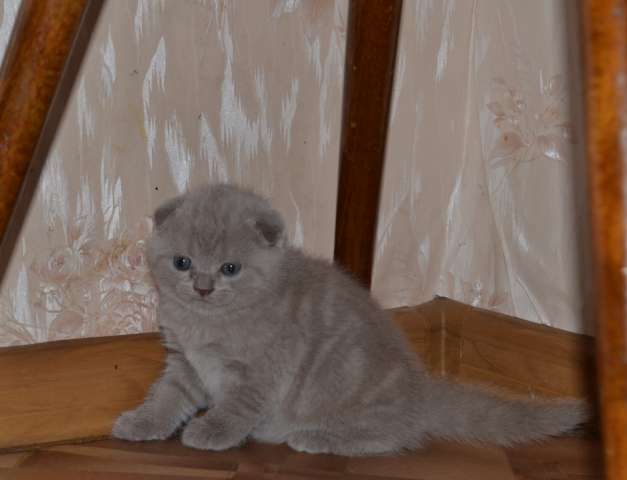 шотландские котята модных окрасов шотландские котята модных окрасов