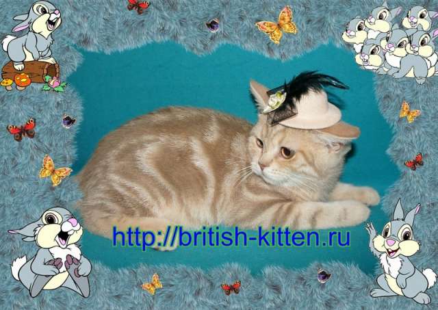 БРИТАНСКИЕ КОТЯТА ЭКСКЛЮЗИВНЫХ ОКРАСОВ