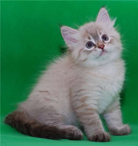 Невские маскарадные котята Невские маскарадные котята