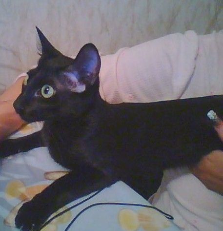 ориентальная черная кошка ищет кота ориентальная черная кошка ищет кота