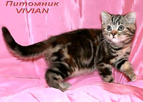Британские котята мраморные черепашки из питомника VIVIAN. Британские котята мраморные черепашки из питомника VIVIAN.