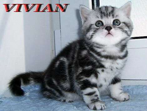 Британские котята мраморные из питом VIVIAN Британские котята мраморные из питом VIVIAN