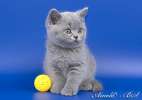 Британские котята голубые и лиловые. 8-916-611-44-96