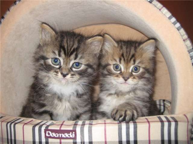 сибирские котята в дар 2 мес сибирские котята в дар 2 мес