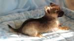 Метисы йоркширского терьера и чихуахуа(дизайнерские собачки)8000 руб