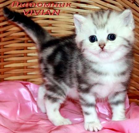 Британские котята мрамор на серебре из питомника vivian. Британские котята мрамор на серебре из питомника vivian.