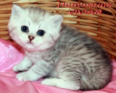 Британские котята вискас из питомника VIVIAN. Британские котята вискас из питомника VIVIAN.