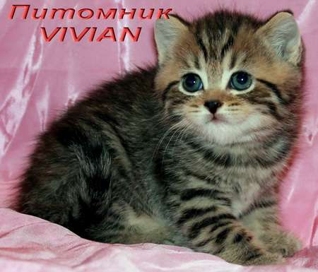 Британские тигровые  котята из питоника VIVIAN.