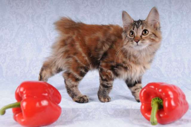 Котята курильского бобтейла Котята курильского бобтейла