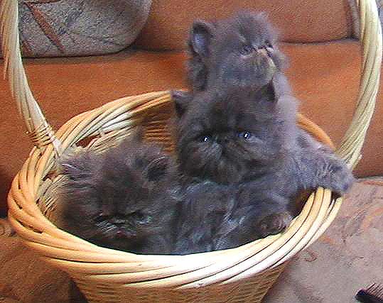 Продаются котята-персы Продаются котята-персы