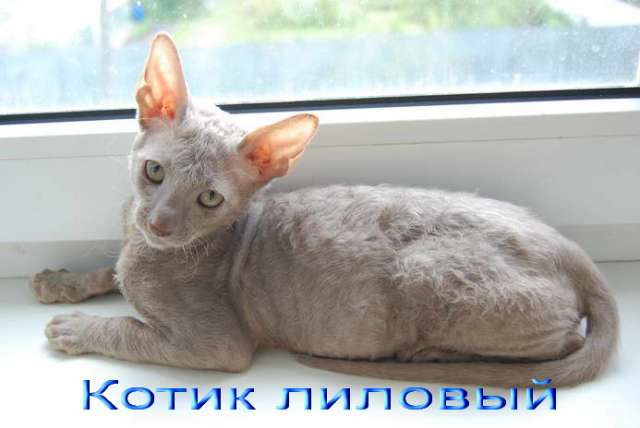 Корниш рекс - кудрявые котята.7000 руб. Корниш рекс - кудрявые котята.7000 руб.
