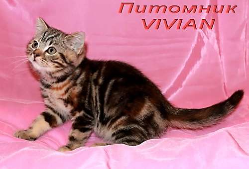 Британские  котята  мраморные черепашки из питомника VIVIAN. 