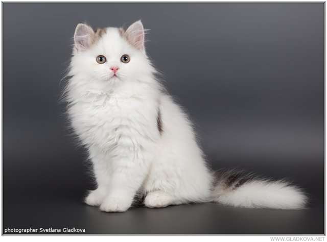 Шотландские котята Шотландские котята