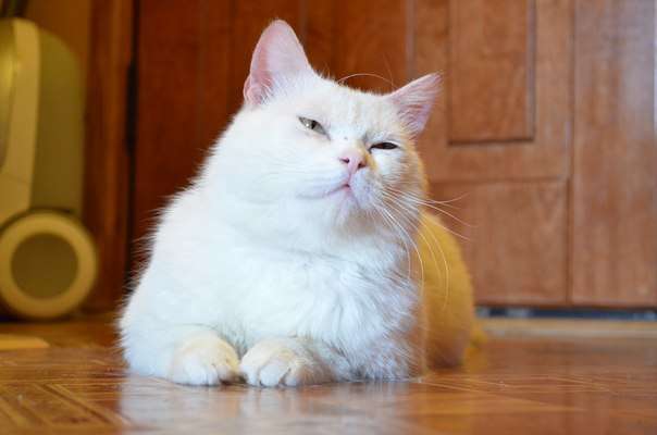 Белоснежный кастрированный котик в добрые ручки Белоснежный кастрированный котик в добрые ручки