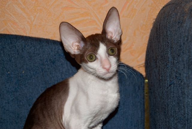 Котенок Корниш-рекс Котенок Корниш-рекс
