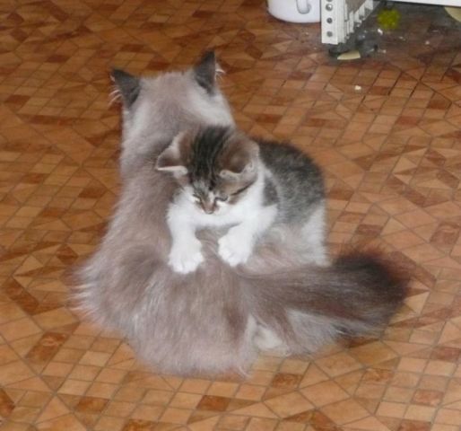 котята бирманской кошки котята бирманской кошки