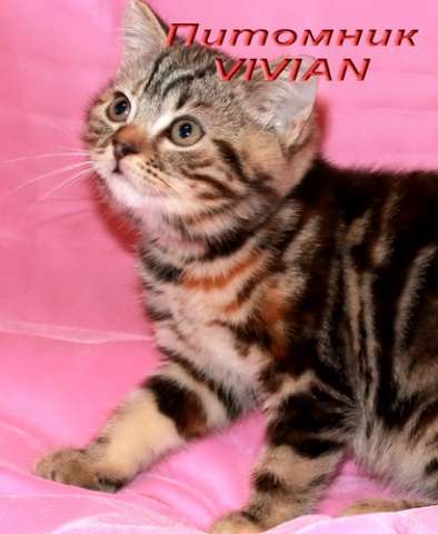  Британские мраморные котята из питомника VIVIAN.