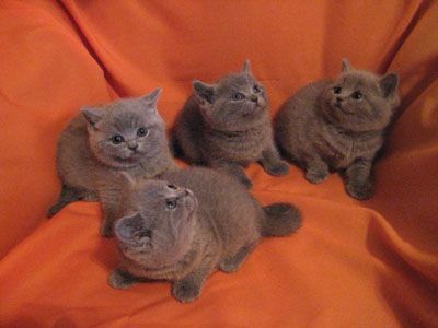 Британские котята из Питомника кошек Ольги Барсуковой Британские котята из Питомника кошек Ольги Барсуковой