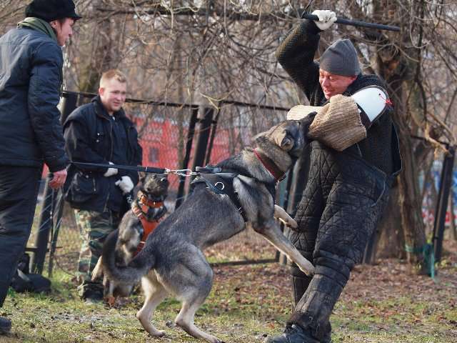 Восточно-европейской овчарки щенки Восточно-европейской овчарки щенки