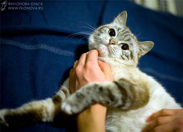 Отдам в добрые руки! Отдам в добрые руки!