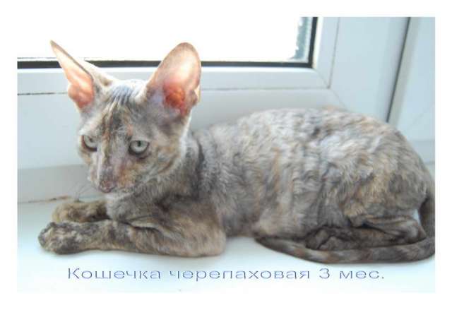 Корниш рекс - кудрявые котята. Корниш рекс - кудрявые котята.