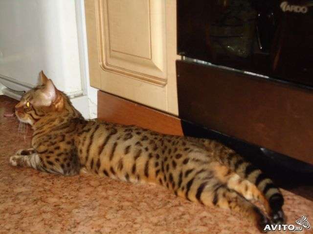 Бенгальские Бенгальские