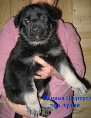 Восточноевропейская овчарка щенки от Чемпионов. Восточноевропейская овчарка щенки от Чемпионов.