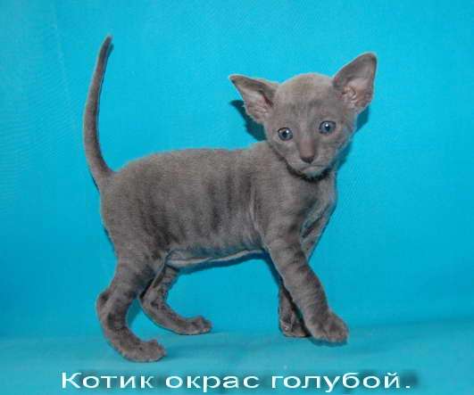 Корниш рекс - кудрявые котята. Корниш рекс - кудрявые котята.