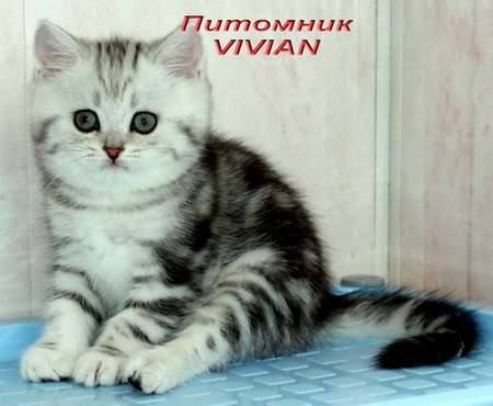 Британские мраморные котята из питомника VIVIAN. Британские мраморные котята из питомника VIVIAN.