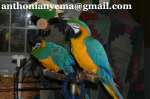 Рука ФРС синий и золотой попугаев ара для продажи.