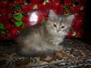 Возьмите красотку