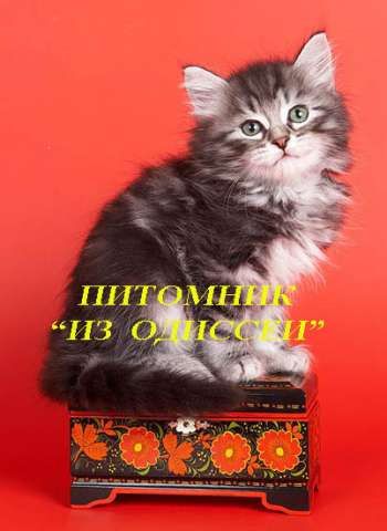 Сибирские котята питомника Из Одиссеи!!! Сибирские котята питомника Из Одиссеи!!!