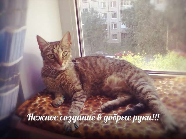 Киса ищет дом Киса ищет дом