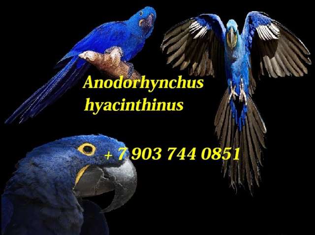 Гиацинтовый ара (Anodorhynchus hyacinthinus) ручные птенцы из питомника Гиацинтовый ара (Anodorhynchus hyacinthinus) ручные птенцы из питомника