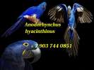 Гиацинтовый ара (Anodorhynchus hyacinthinus) ручные птенцы из питомника