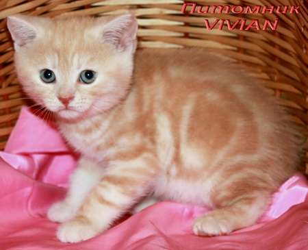 Британские мраморные котята из питомника VIVIAN. Британские мраморные котята из питомника VIVIAN.