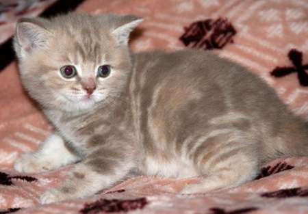 Британские мраморные котята из питомника VIVIAN. Британские мраморные котята из питомника VIVIAN.