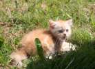 британские котята, котик серебристо-красный мрамор
