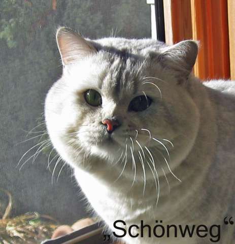 Chinchilla Cat Schoenweg (Austria) Chinchilla Cat Schoenweg (Austria)