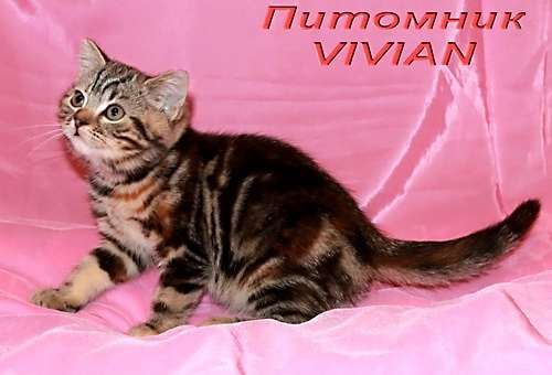 Британские мраморные котята из питомника VIVIAN. Британские мраморные котята из питомника VIVIAN.