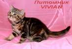  Британские мраморные котята из питомника VIVIAN.