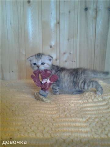 Британские котята. Британские котята.