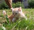 британские котята,котик короткошерстный плюшевый лапа