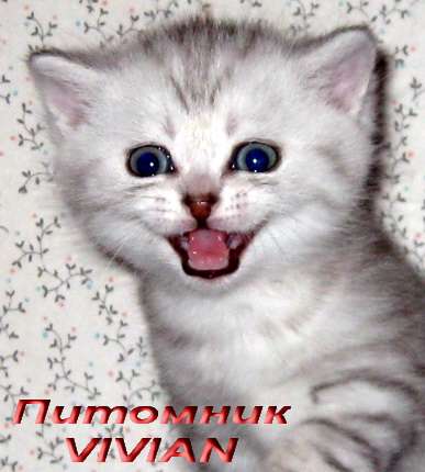 Британские котята вискас из питомника VIVIAN. Британские котята вискас из питомника VIVIAN.