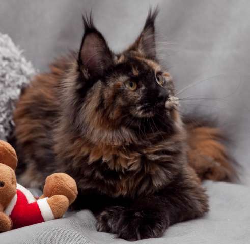 Кошечка мейн кун, чемпион TICA Кошечка мейн кун, чемпион TICA