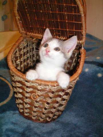 Нежный и ласковый котенок-домовенок Нежный и ласковый котенок-домовенок
