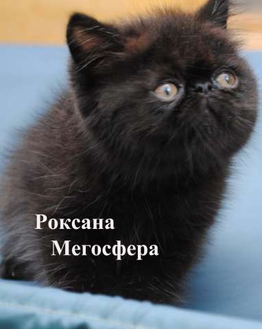 Персидские и экзотические котята Персидские и экзотические котята