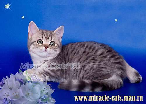 ПОДАРИТЕ БРИТАНСКОГО КОТЁНКА В ПОДАРОК ДЛЯ СВОИХ ЛЮБИМЫХ ! тел. 8-905-572-70-72 ПОДАРИТЕ БРИТАНСКОГО КОТЁНКА В ПОДАРОК ДЛЯ СВОИХ ЛЮБИМЫХ ! тел. 8-905-572-70-72