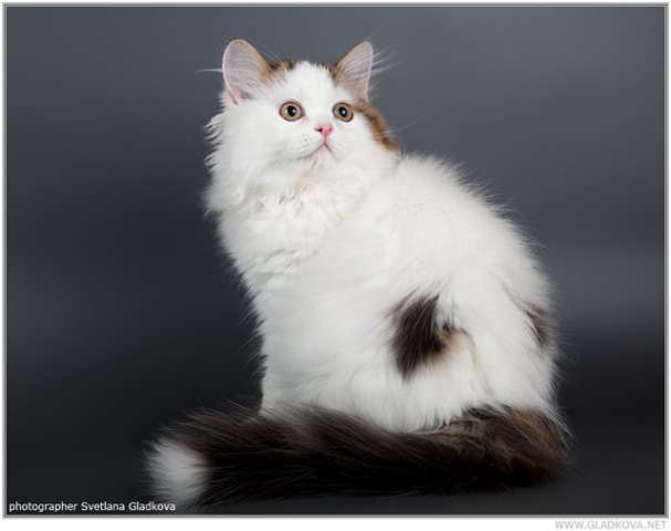Шотландские котята Шотландские котята