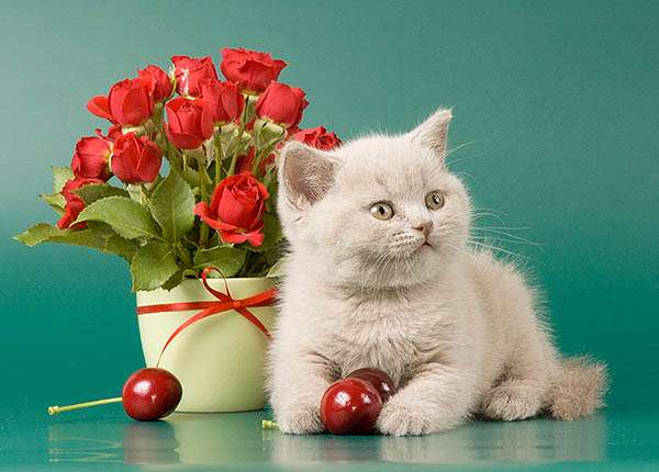 Лиловые британские котята. 8-916-611-44-96 Лиловые британские котята. 8-916-611-44-96